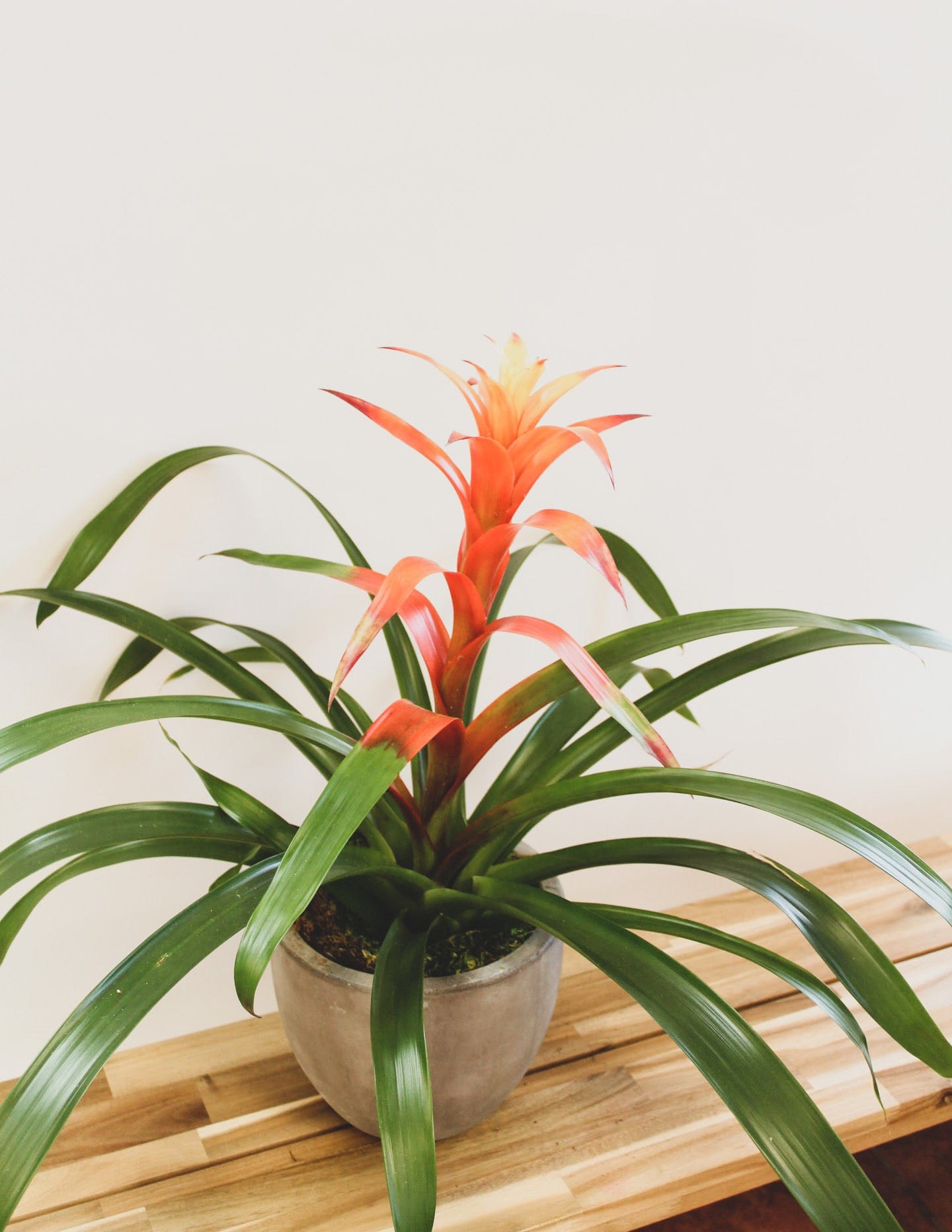 bromeliad and philodendrons Bromeliad