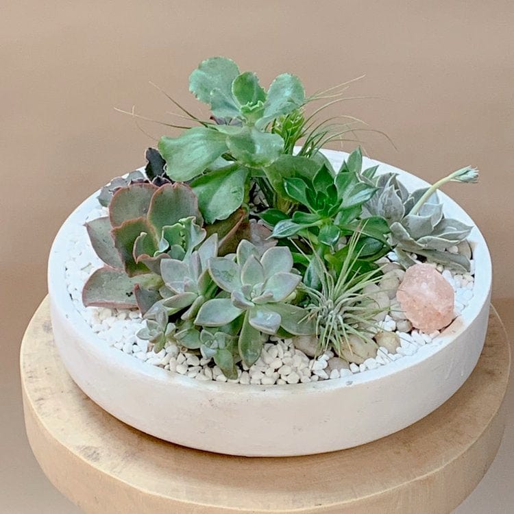 Succulent Dish Garden