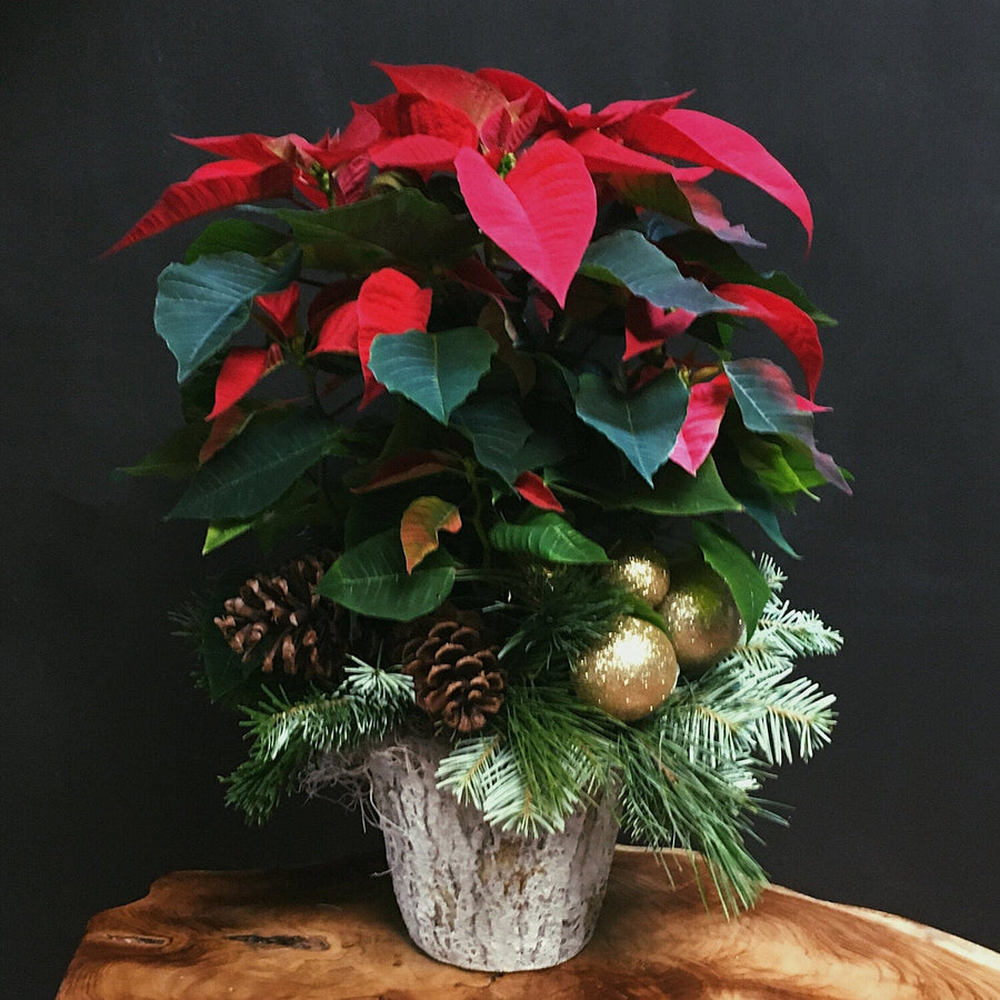 Shimmer Red Poinsettia