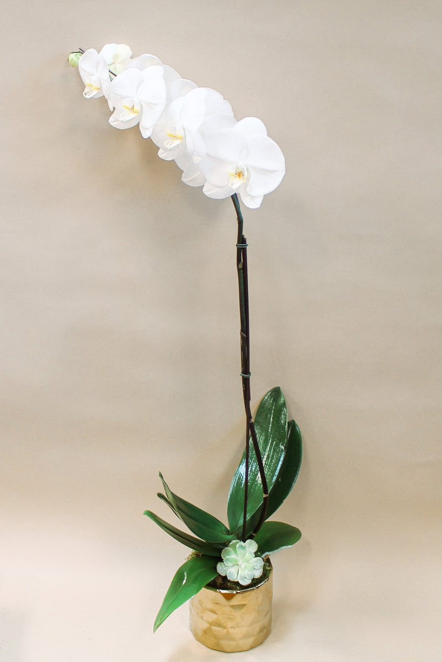 Phalaenopsis Orchid