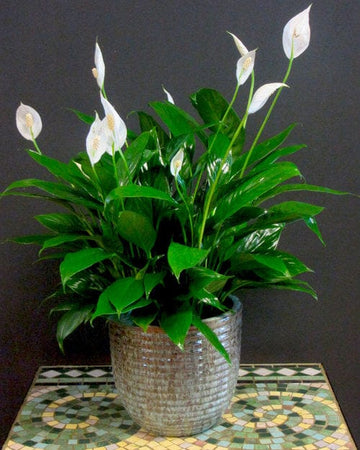 Peace Lily