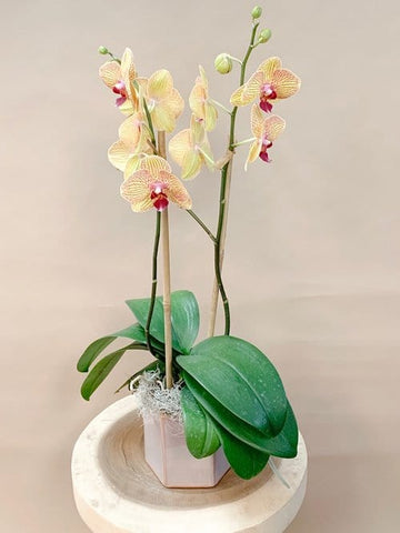 Orchid 1