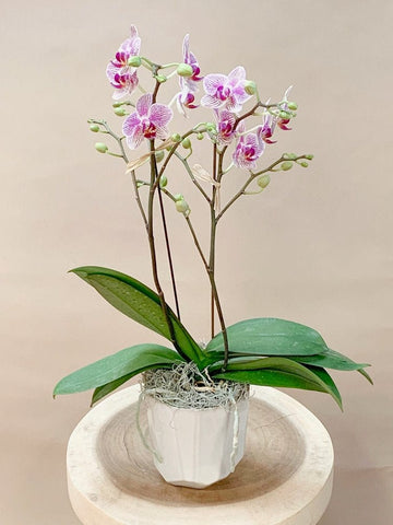 Orchid 2