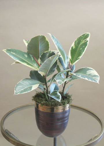 Variegated Rubber Plant