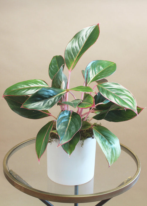 Red Chinese Evergreen