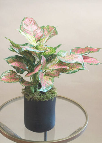 Red Aglaonema