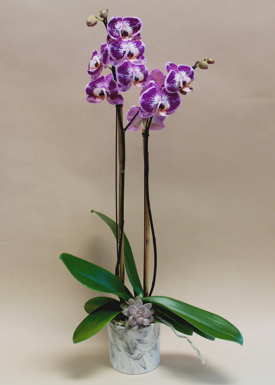 Double Phalaenopsis Orchid