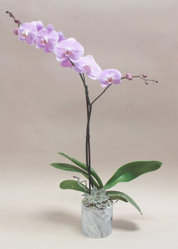 Phalaenopsis Orchid