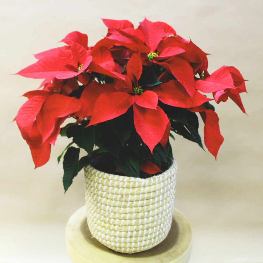 Red Poinsettia