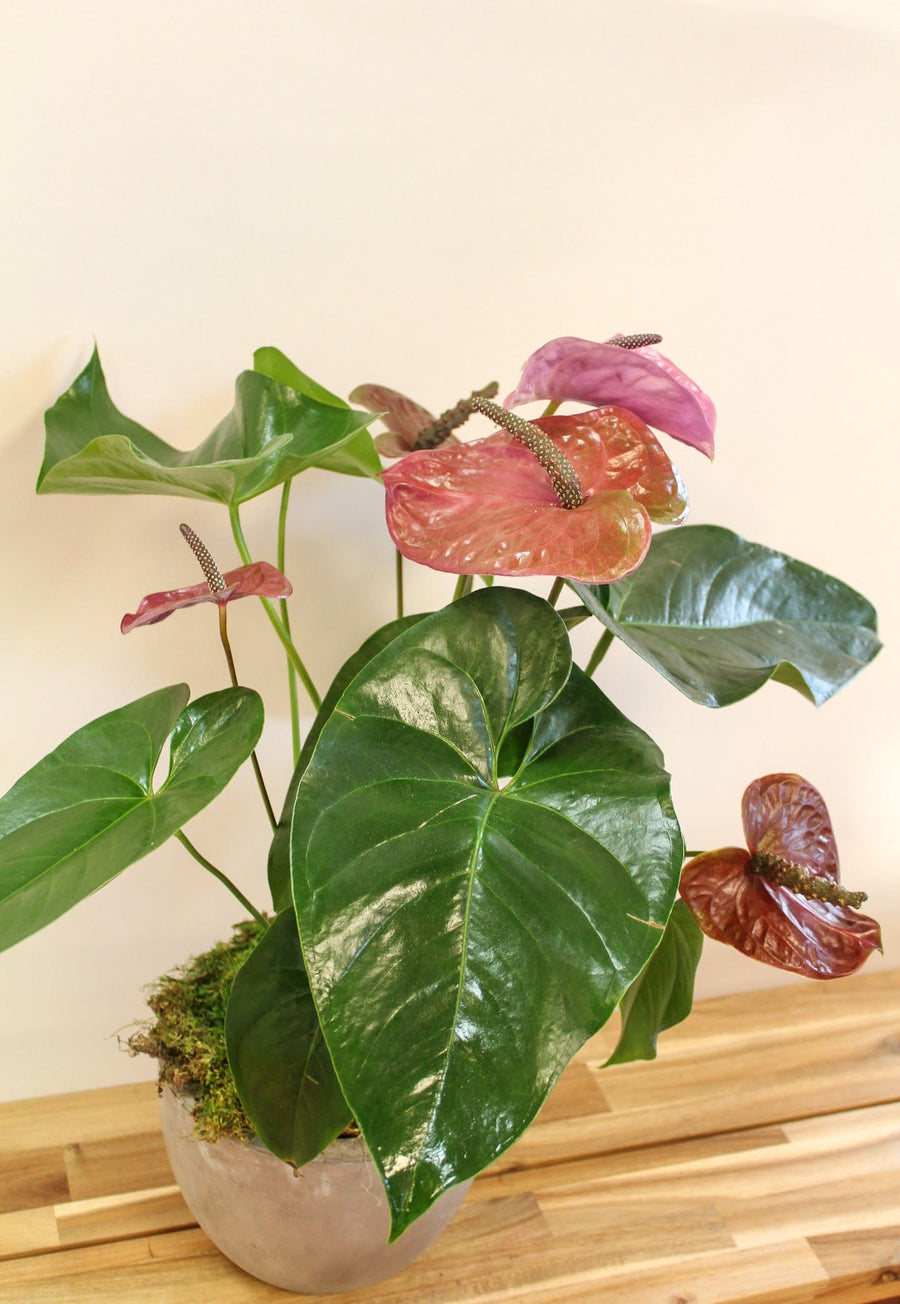 waxy red anthurium Anthurium Plant