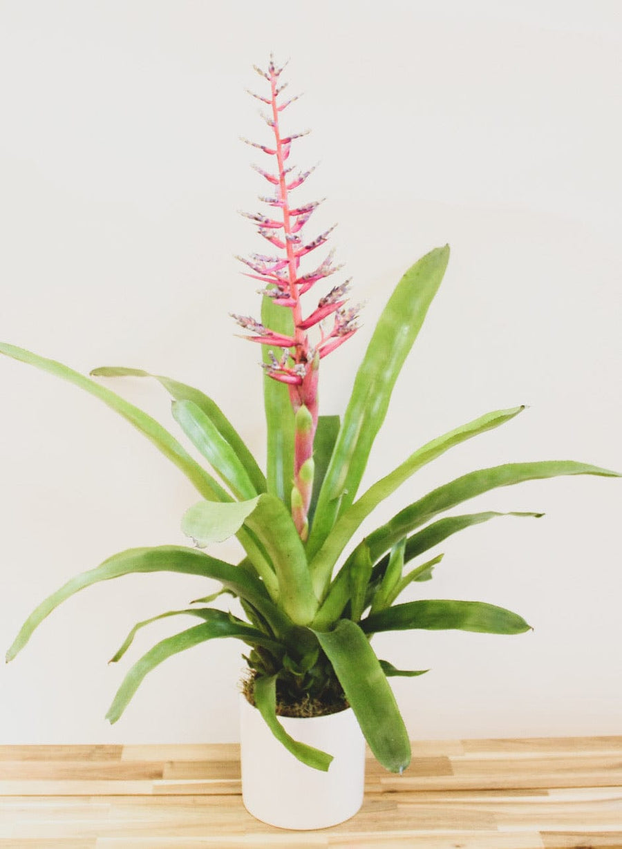 Bromeliad