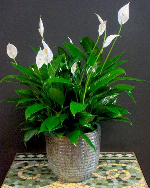 Peace lily are the perfect gift for any plant lover in Houston available for delivery or pickp. 