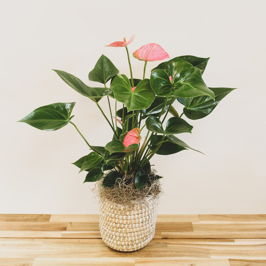 anthurium planter Anthurium Plant